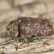 How To Treat Deathwatch Beetle: Everything You Need To Know