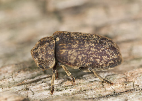 How To Treat Deathwatch Beetle: Everything You Need To Know