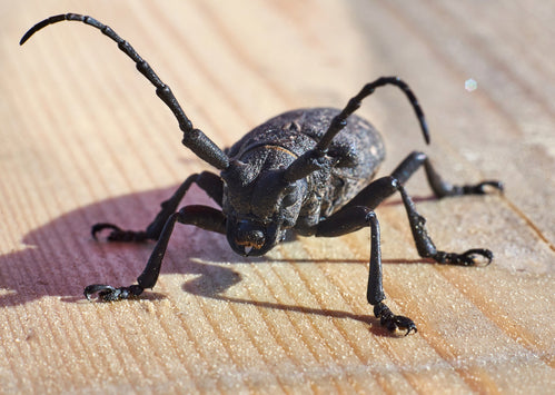 The Ultimate Guide to Treating & Preventing House Longhorn Beetle