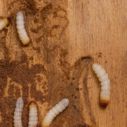 The UK Homeowner’s Guide to Woodworm: Species, Risks, Damage & Treatments