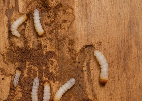 The UK Homeowner’s Guide to Woodworm: Species, Risks, Damage & Treatments