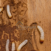 The UK Homeowner’s Guide to Woodworm: Species, Risks, Damage & Treatments