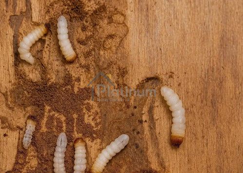 The UK Homeowner’s Guide to Woodworm: Species, Risks, Damage & Treatments