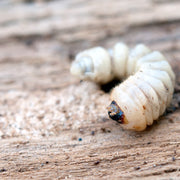 Woodworm Treatment FAQs