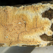 Identifying and Treating Dry Rot and Wet Rot on Structural Timbers