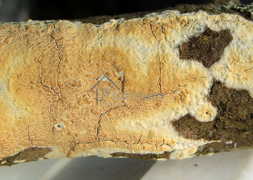 Identifying and Treating Dry Rot and Wet Rot on Structural Timbers