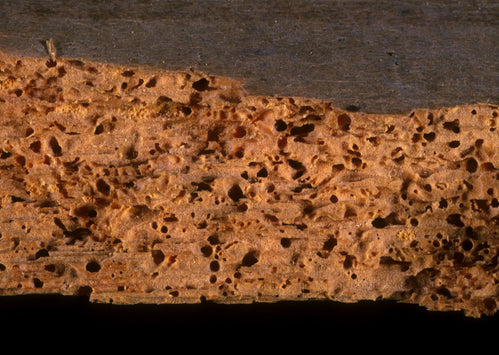 How to Treat Woodworm: A Comprehensive Guide