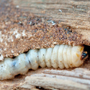 A Guide To Treating Woodworm With Lignum Pro I62.5 Insecticide