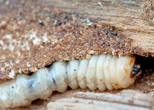 A Guide To Treating Woodworm With Lignum Pro I62.5 Insecticide