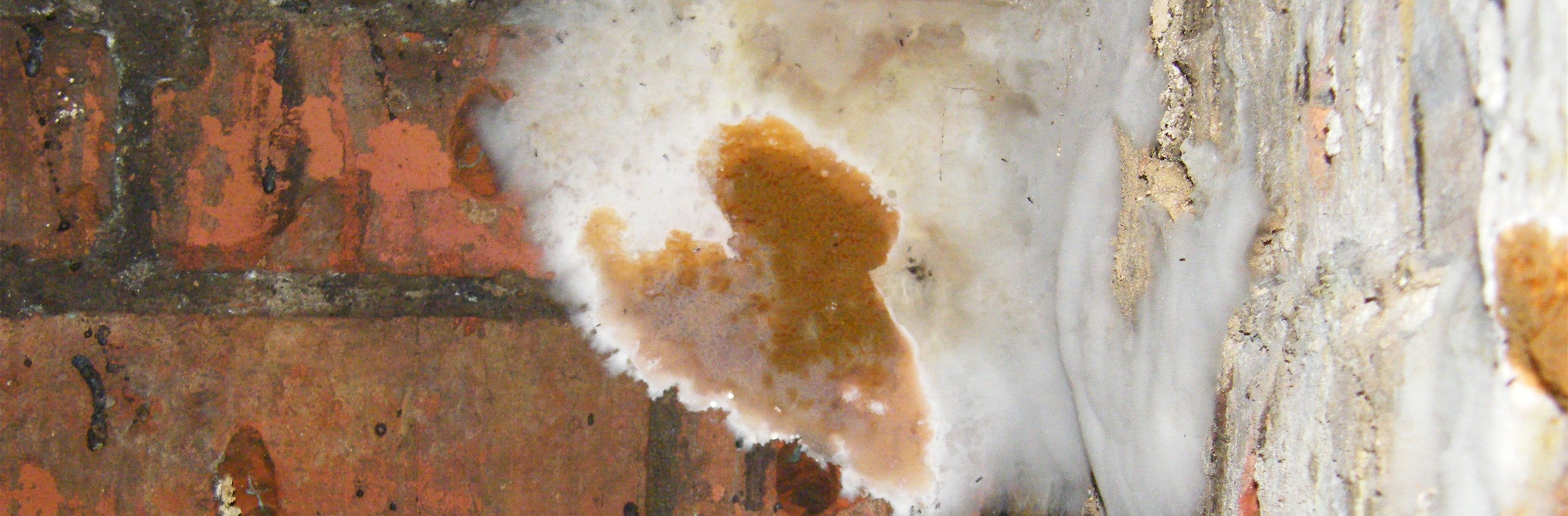 Woodworm Treatments & Dry Rot Treatment – Platinum Chemicals