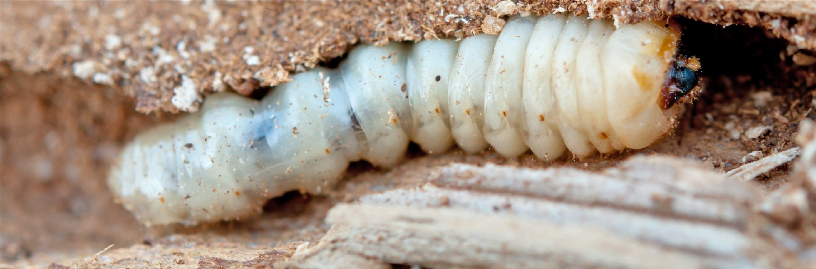 Woodworm Treatments & Dry Rot Treatment – Platinum Chemicals