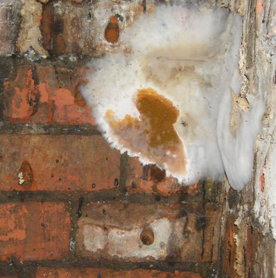 Lignum Pro M50 Biocide Masonry Dry Rot Treatment